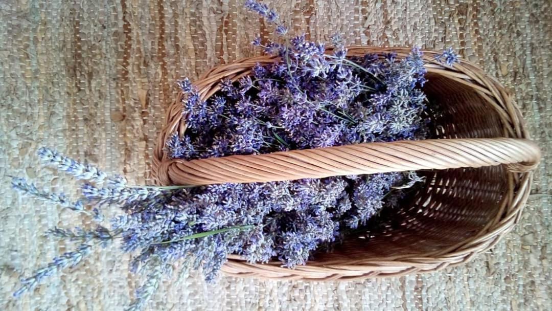 Soba Lavanda Kladovo Eksteriør billede