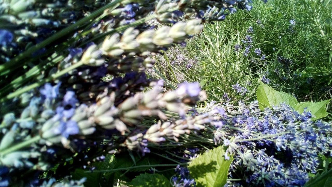 Soba Lavanda Kladovo Eksteriør billede